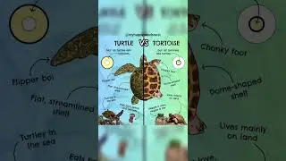 &ldquo;Turtle or Tortoise? 🐢 Same-same but different! 🌊🏞️&rdquo;#TurtleVsTortoise #TurtleFacts