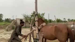 Ultimate Horse Breeding Guide 2025 | Proved  Techniques for Strong, Healthy Foals 🐴