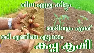 കപ്പ കൃഷി - അടിവളം എന്ത് - തറി എങ്ങിനെ എടുക്കാം Kappa Krishi Malayalam Tapioca Malayalam