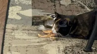 Adorable Calico Cat's Sneaky Toy Tactics #cat #animals #cute #catlover #cutecat #pets