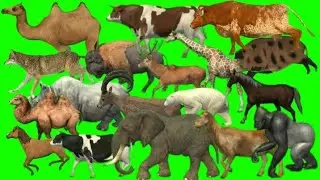 Green screen animals video | Animals zoo video | Animals stampede video | Stampede green screen