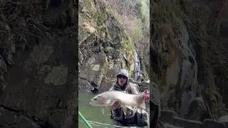 BIG FISH! SMALL RIVER! ALASKA! #flyfishing #trout #steelhead #alaska #fishing #bigfish #subscribe