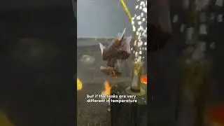How to move a fish