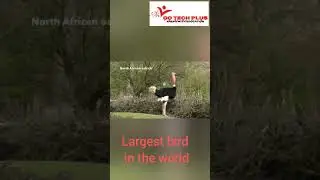 north African ostrich 😇😇😇💯💯 Largest bird in the world