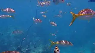 reef sharks and shaky hands
