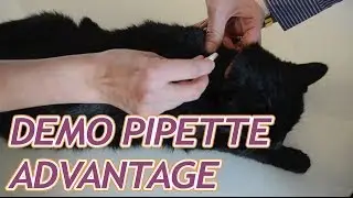 Advantage : antipuces pour chat en pipettes spot-on
