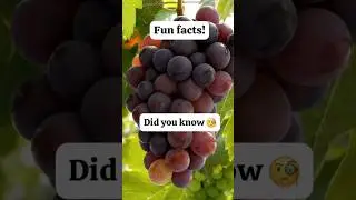 Facts about Grapes 🍇#facts #grape