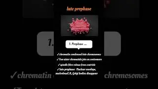 Mitosis in 60 seconds 😄| quick revision #neet2026 #class11 @TheBiologyclass_23