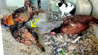 Golden Laced Polish hen Bemaar ho gai I Aseel hen Rabbit k Cage main