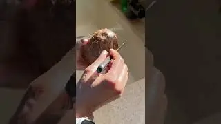 How To Drink Coconut Water Directly From A Dry Coconut 🥥