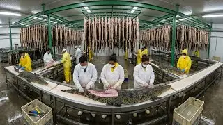 Inside the Crocodile Leather Factory &ndash; (Full Process) How Million-Dollar Luggage Is Made