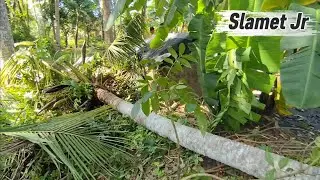 Dangerous Coconut Tree Removal Beside a Chicken Coop