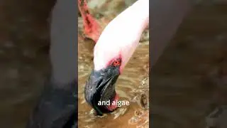 The Truth About Flamingos: Born Grey, Turned Pink!