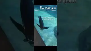 Zoo Vlog #keşfet #shorts #anasayfa #zoovlog #itzy #midzy #fanboy #aesthetic @YouTube @Winnfym