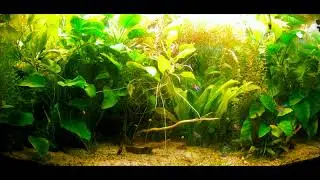 Go Pro hero 6 time lapse tank (0,5 interval, 15xspeed)