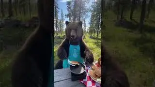bear cooking food   #baby #animals #usa #cute #funny #pets #cuteanimals