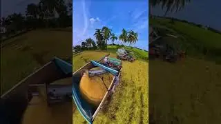 Rice harvestin the southern plains of VietnamUSA