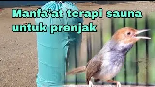 Mengenal 4 metode terapi sauna dan manfa'at terapi sauna untuk prenjak kepala merah