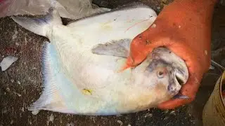 Incredible Big Chinese Pomfret Fish Cutting Skills In Asian Fish Market II Live Fish Cutting Video