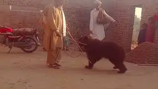 Dancing bear in punjab pakistan ll viral madari