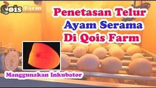 Hatching Serama Chicken Eggs Using an Incubator