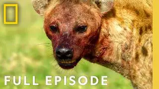 Ultimate Survivors (Full Episode) | Hostile Planet Compilation | National Geographic