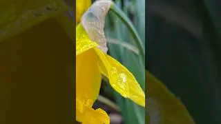 Time lapse of a Lotus #shorts #timelapse #youtubeshortsfeed