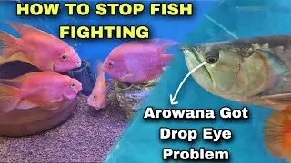 My Arowana Got Drop Eye 👁️ | How to Avoid Fish Fighting
