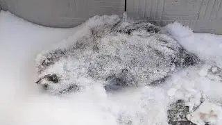 Кот примёрз к дороге и его уже засыпало снегом,  когда к нему подошёл человек, то пришёл в ужас!