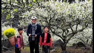 MỘC CHÂU, MÙA HOA MẬN TRẮNG - VIDEO NGUYỄN KHẮC HÀO
