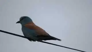 Dumbraveanca - Coracias garrulus - European Roller