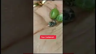 Raw Cardamam Cleaning&Dry process/Abrahams SpiceGarden Periyar/Fresh Spices/please watch full video