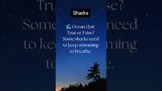 🌊 Ocean Quiz True or False? Some sharks need to keep swimming to breathe.