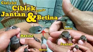 CARA MEMBEDAKAN CIBLEK KRISTAL JANTAN DAN BETINA