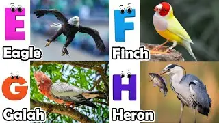ABC Flying Animals Song for Kids | Learn English and Animals #abcd