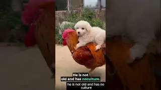 Chicken vs. Puppy Truce Talks COLLAPSE! 🐔🐾 #farmfails