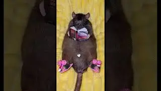 Viral Mouse Clips 🐭😂 | Tiny, Smart & Hilarious Moments