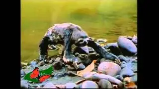 manu jungle trips