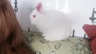 Amazing my Yuki baby rabbit super smart and cuteee