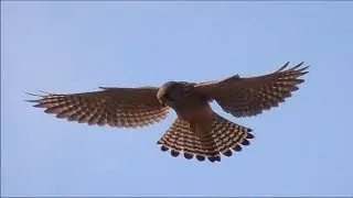 Common Kestrel hovering