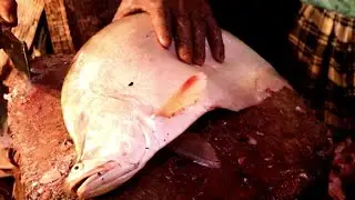 Amazing Clown Knifefish Cutting Skills | Chitol Fish Cutting Expert Fish Cutter in Big Fish