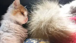 Purrfectly Clean 🐾💦: Understanding the Art of Cat Grooming