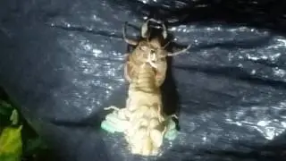 Cicada emerging from its shell.