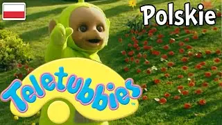 Teletubisie Po Polsku - 108 DOBRA JAKOŚĆ (Pełny odcinek)