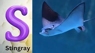 ABC phonics animals | ABC Sea Animals song | English and Animals for Kids | Alphabets Kids