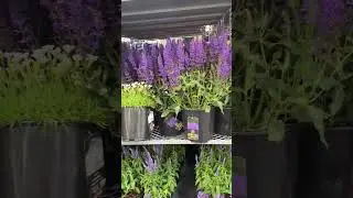 Summer Perrenials at Costco Canada