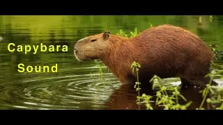 What Does A Capybara sound like?