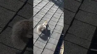 Heatwave Squirrel: Belly Chill Mode Activate