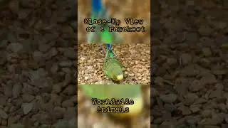 Close-Up View of a Parakeet short video