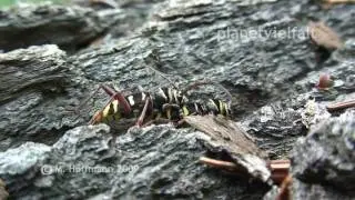 Paarung von Hornissen-Bockk&auml;fern Plagionotus detritus, mating of longhorn beetles
